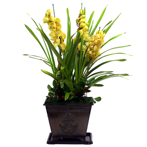 심비디움(옐로우)